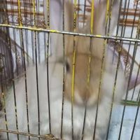 خرگوش متوسط خانگی وناز، بازیگوش|موش و خرگوش|اهواز, کوت عبدالله|دیوار