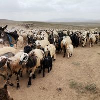 گوسفند زنده کوهستانی اصیل دشت مغان کم چربی|حیوانات مزرعه|تهران, پونک|دیوار