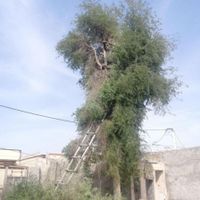 قطع وهرس درختان مزاحم با اره برقی در بندر و رودان|خدمات باغبانی و درختکاری|بندرعباس, |دیوار