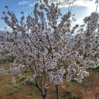 باغ بادام دیم|فروش زمین و کلنگی|اصفهان, هشت بهشت|دیوار