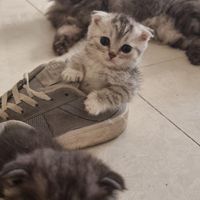 گربه های اصیل و نژاد دار|گربه|تهران, جنت‌آباد مرکزی|دیوار