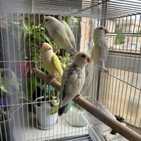 طوطی برزیلی مولد تضمینی|پرنده|تهران, امیریه|دیوار