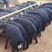 گوسفند زنده قره قزل اصل افشار کم چربی کم شکم|حیوانات مزرعه|کرج, شهرک ظفر|دیوار