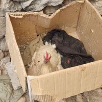 مرغ محلی اصیل نژاد دار دونی 500تومن|حیوانات مزرعه|نورآباد ممسنی, |دیوار