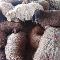 گوسفند سالم و بهداشتی|حیوانات مزرعه|مشهد, کشاورز|دیوار