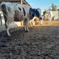 گاو با گوساله|حیوانات مزرعه|اهواز, باهنر|دیوار