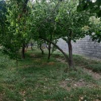۱۵۰۰ متر باغ سند تکبرگ ۶دانگ در بکه شهریار|فروش خانه و ویلا|شهریار, |دیوار