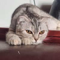 گربه های اصیل و نژاد دار|گربه|تهران, جنت‌آباد مرکزی|دیوار