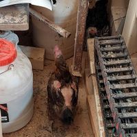 مرغ تخم کن|حیوانات مزرعه|قم, کلهری|دیوار
