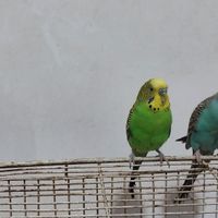 مرغ عشق|پرنده|اهواز, کوی مهدیس|دیوار