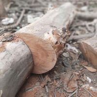 هرس درخت ، باغبانی ، چوب بری ، قطع درخت ،|خدمات باغبانی و درختکاری|کرج, مهرشهر - فاز ۴|دیوار
