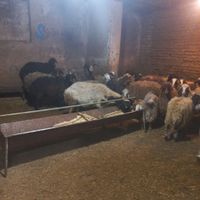 بره و گوسفند پلاک شده ***|حیوانات مزرعه|تهران, پونک|دیوار