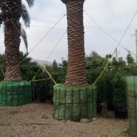 تنه دار بندار قطور بن بالا نهال درخت و   گل وگیاه|خدمات باغبانی و درختکاری|تهران, آرژانتین|دیوار