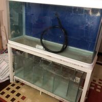 اکواریوم|ماهی|بندر ماهشهر, |دیوار