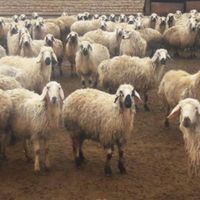 گوسفند زنده جهت عقیقه نوزاد وتولد نوزاد ومجالس|حیوانات مزرعه|تهران, بهاران|دیوار