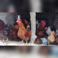 مرغ و خروس برای دفع بلا|حیوانات مزرعه|مشهد, دانشجو|دیوار