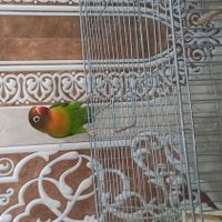 طوطی برزیلی ماده|پرنده|اهواز, کوی فرهنگیان|دیوار