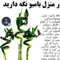 گل بامبو گل شانس|گل و گیاه طبیعی|تهران, عبدل‌آباد|دیوار