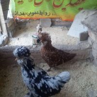 جوجه کوشین سلطان گلین|حیوانات مزرعه|اصفهان, خمینی‌شهر|دیوار