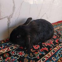 خرگوش نیم لوپ هلندی|موش و خرگوش|لاهیجان, |دیوار
