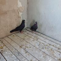 سیاه چشم و نوک|پرنده|اصفهان, مبارکه|دیوار