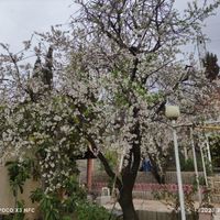 ویلا باغ مجتمع پردیس (دریمه)|فروش خانه و ویلا|شیراز, آرامستان دارالرحمه|دیوار