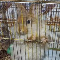 خرگوش متوسط خانگی وناز، بازیگوش|موش و خرگوش|اهواز, کوت عبدالله|دیوار