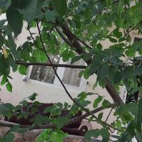 سرسبزوزیبا|اجارهٔ کوتاه مدت ویلا و باغ|طالقان, |دیوار