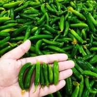 پخش خیار شورهمدان|عمده‌فروشی|تهران, آذری|دیوار