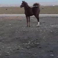 مادیان کورد|اسب و تجهیزات اسب سواری|کرمانشاه, |دیوار