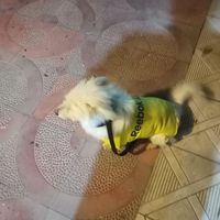 شیتزو اسپیدز یک ساله|سگ|آمل, |دیوار