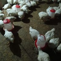 فروش مرغ بدون هورمون|حراج|بناب, |دیوار