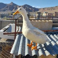 یک عدد اردک جوان|حیوانات مزرعه|فرخ‌شهر, |دیوار