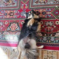 سگ پامر روباهی ژاپنی اصیل|سگ|چناران, |دیوار