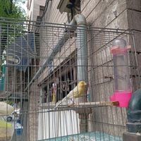 قناری نر مست|پرنده|تهران, فدک|دیوار