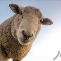 گوسفند پروار مرغ خروس زنده|حیوانات مزرعه|تهران, کوی فردوس|دیوار