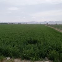 فروش 17000متر زمین کشاورزی|فروش زمین و کلنگی|اصفهان, مشتاق|دیوار