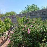 باغ و باغچه 206 متر، سند دار|فروش زمین و کلنگی|تهران, امیریه|دیوار