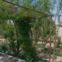 باغ شیک و مجلسی با درخت و آب شیرین در تیمیارت|فروش خانه و ویلا|اصفهان, باغ زیار|دیوار