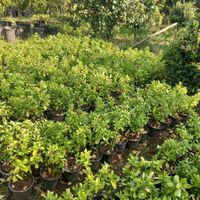 شمشاد طلایی و سبز|خدمات باغبانی و درختکاری|چابکسر, |دیوار