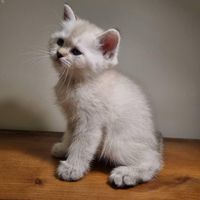 گربه بریتیش سفید نر دوماهه|گربه|تهران, نارمک|دیوار