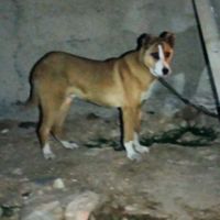سگ افقان|سگ|ایلام, |دیوار