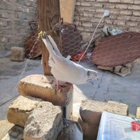 ماده کل دم سبز|پرنده|اصفهان, زینبیه|دیوار