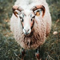 گوسفند میش بره مرغ خروس زنده|حیوانات مزرعه|تهران, پونک|دیوار