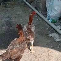 مرغ و خروس لاری|حیوانات مزرعه|رودسر, |دیوار