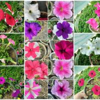 بدلیل مسافرت گل ها و گیاه مناسب|گل و گیاه طبیعی|مشهد, گلشور|دیوار