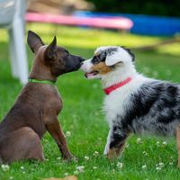 رفتار درمان و مربی تربیت و آموزش سگ|لوازم جانبی مربوط به حیوانات|مشهد, بلوار سجاد|دیوار
