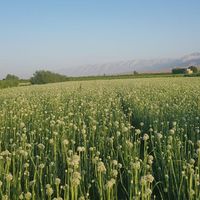 بذر پیاز قرمز به شرط|خدمات باغبانی و درختکاری|شیراز, دروازه اصفهان|دیوار