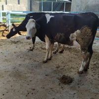 گاو شیری شکم اول 25کیلو شیر|حیوانات مزرعه|اهواز, کوی نبوت|دیوار