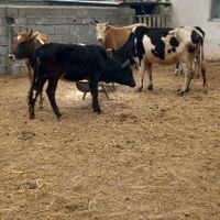۱۷ راس گاو قربانی نزاییده|حیوانات مزرعه|آق قلا, |دیوار